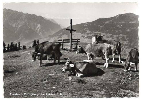 Ansichtkaart: Almvieh in Oostenrijk 1965 [3553]  [VeAnAn], Verzamelen, Ansichtkaarten | Buitenland, Gelopen, Oostenrijk, 1960 tot 1980