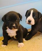 Super gave american bully x pups, Rabiës (hondsdolheid), Overige rassen, 8 tot 15 weken, Meerdere