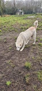 Honden, Dieren en Toebehoren, Honden | Herdershonden en Veedrijvers, 6 jaar of ouder, België, Particulier, Overige rassen