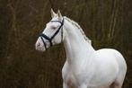 Prachtige lusitano x arabier ruin, Dieren en Toebehoren, Paarden, Ruin, Dressuurpaard