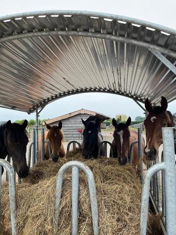 Hooiruif, Hooiruiven, Ruif, Ruiven, Voeren in de wei beschikbaar voor biedingen