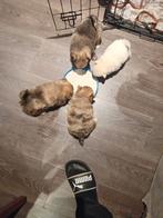 75% pomeriaan/ 25% chihuaha pups, Dieren en Toebehoren, 8 tot 15 weken, Meerdere, Meerdere dieren, Nederland