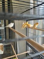 Te koop mooi kanarie man en pop van 2025, Dieren en Toebehoren, Vogels | Kanaries, Meerdere dieren