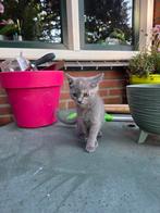 Mooi poesje moeder blauwe Rus vader Britse korthaar, Dieren en Toebehoren, Katten en Kittens | Raskatten | Korthaar, Meerdere dieren