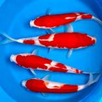 Nisai Kohaku’s 30-35cm Marusei Japan Koi, Dieren en Toebehoren, Vissen | Vijvervissen, Karper of Koi
