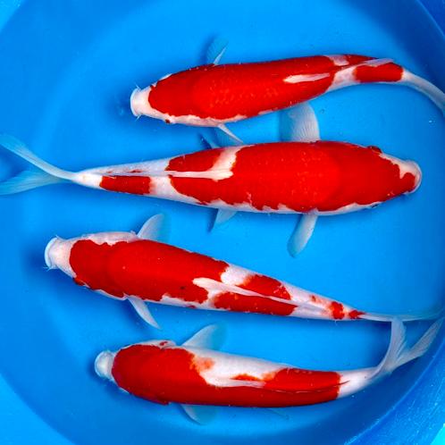 Nisai Kohaku’s 30-35cm Marusei Japan Koi, Dieren en Toebehoren, Vissen | Vijvervissen, Karper of Koi