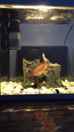 aquaria, Ophalen of Verzenden, Leeg aquarium