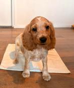 Engelse cocker x Cockerpoo pup de laatste van het nest, Parvo, Overige rassen, 8 tot 15 weken, Meerdere