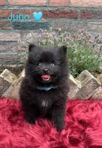 Leuke Pomeranian/Pomeriaan pupjes te koop, Dieren en Toebehoren, Honden | Poolhonden, Keeshonden en Oertypen, Overige rassen, CDV (hondenziekte)