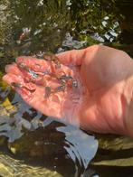 Guppies, Dieren en Toebehoren, Vissen | Vijvervissen