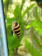 Anentome Helena slakken, Dieren en Toebehoren, Vissen | Aquariumvissen, Slak of Weekdier
