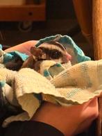 Gezocht Sugarglider. Sugar glider Dringend suikereekhoorn, Dieren en Toebehoren, Vrouwelijk, Januari, Overige typen, Tam