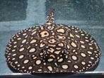 Potamotrygon Black Diamond Hybride man, Vis