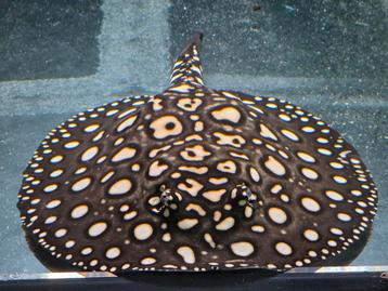 Potamotrygon Black Diamond Hybride man beschikbaar voor biedingen