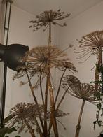 Berenklauw gedroogd diverse maten, Ophalen, Zo goed als nieuw