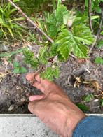 Druiven planten te koop, Ophalen of Verzenden, Minder dan 100 cm, Overige soorten, Zomer