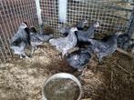 Australorp groot kuikens, Dieren en Toebehoren, Kip