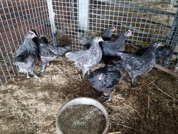 Australorp groot kuikens  beschikbaar voor biedingen