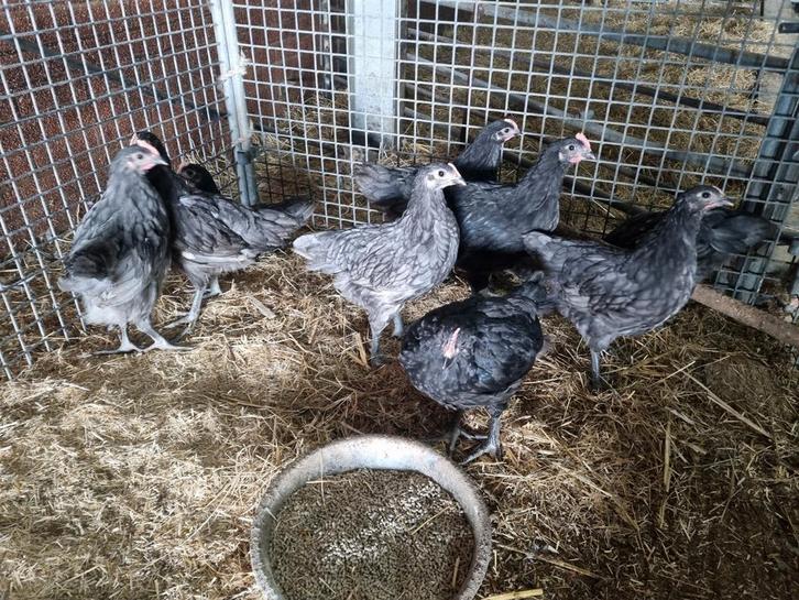 Australorp groot kuikens, Dieren en Toebehoren, Pluimvee, Kip