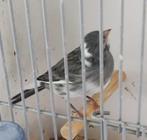 mooie bonte kanarie man, Dieren en Toebehoren, Vogels | Kanaries, Mannelijk, Kleurkanarie