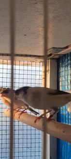 Harlekijn kanarie, Dieren en Toebehoren, Vogels | Kanaries, Meerdere dieren, Kleurkanarie