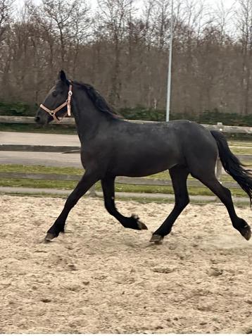 Friese hengst 22 maanden beschikbaar voor biedingen