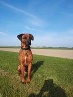 Prachtige Rhodesian Ridgeback puppies, Dieren en Toebehoren, Honden | Beagles, Bassets en Lopende honden, 8 tot 15 weken, CDV (hondenziekte)
