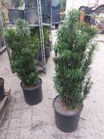 Taxus baccata 'Fastigiata Robusta', Ophalen, Taxus, Minder dan 100 cm