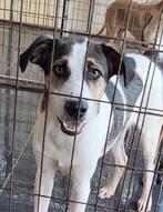 Zenon 1 jaar, verblijft op Cyprus, 1 tot 2 jaar, Buitenland, Parvo, Eén hond