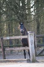 stalling paard/pony dedemsvaart, Dieren en Toebehoren, Stalling en Weidegang, Stalling