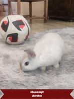 7 mini-lop/lion head Ras konijntjes. 24 juli in VERKOOP!!!, Dieren en Toebehoren, Konijnen, Meerdere dieren, Dwerg, Hangoor, 0 tot 2 jaar