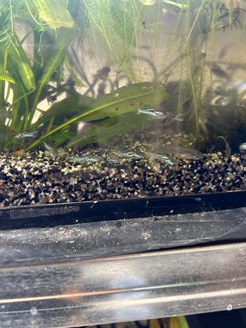 Snake skin endler guppen beschikbaar voor biedingen