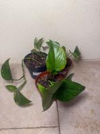 Epipremnum aureum, Huis en Inrichting, Kamerplanten, Ophalen of Verzenden, Halfschaduw, Minder dan 100 cm