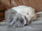 Teddywidder dwerghangoor konijnenkoppel, Dieren en Toebehoren, Meerdere dieren, Dwerg, 0 tot 2 jaar