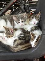 Kittens, 10 weken oud, Meerdere dieren, Ontwormd, 0 tot 2 jaar