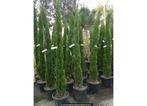 Cupressus sempervirens | Italiaanse Cipress | 200 hoog, Tuin en Terras, Planten | Bomen, In pot, Zuilboom, Ophalen of Verzenden
