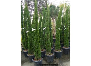 Cupressus sempervirens | Italiaanse Cipress | 200 hoog