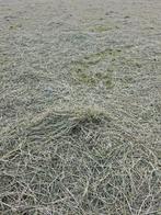 T.k. midi ronde balen voordroog super kwaliteit, Ophalen of Verzenden, Vee