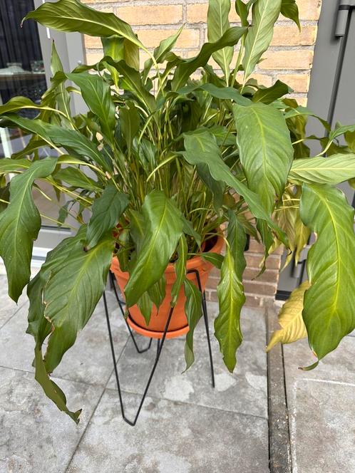 Vredeslelie kamerplant  D 40, H 65, Huis en Inrichting, Kamerplanten, Overige soorten, Minder dan 100 cm, Bloeiende kamerplant