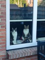 Twee lieve katten zoeken een nieuw thuis, gratis af te halen, Meerdere dieren, Gechipt