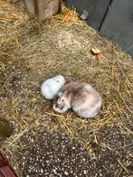 Schattige loffelohr konijntjes, Dieren en Toebehoren, Meerdere dieren, Dwerg