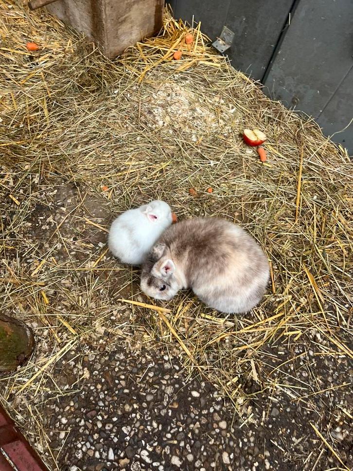 Schattige loffelohr konijntjes, Dieren en Toebehoren, Konijnen, Dwerg, Meerdere dieren