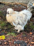 Zijdehoen haantjes, Dieren en Toebehoren, Pluimvee, Mannelijk, Kip