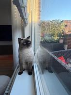 Onze lieve Britse korthaar blue point ras, Kater, Kortharig, 0 tot 2 jaar