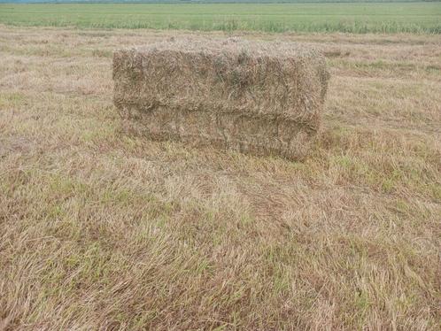 Droge balen gras/hooi, goede kwaliteit!, Dieren en Toebehoren, Dierenvoeding, Vee, Ophalen of Verzenden