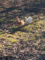 Zijderhoenders gratis, Dieren en Toebehoren, Pluimvee, Meerdere dieren, Kip