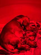 Dwergteckel pups korthaar, Dieren en Toebehoren, Honden | Teckels en Dashonden, CDV (hondenziekte), 8 tot 15 weken, Korthaar, Meerdere