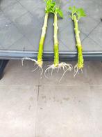 Mooie datura stekken te koop, Volle zon, Vaste plant, Zomer, Ophalen