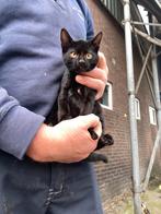 Donkere boerderij poes kittens, Dieren en Toebehoren, Katten en Kittens | Overige Katten, Poes, Kortharig, 0 tot 2 jaar
