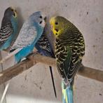 Diverse grasparkieten, Dieren en Toebehoren, Meerdere dieren, Parkiet, Geringd